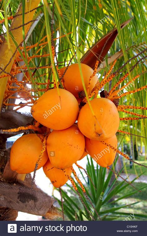 Download This Stock Image Coconuts In Palm Tree Ripe Yellow Orange