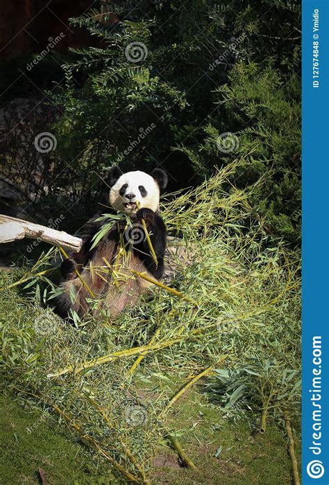 Giant Panda Eating Bamboo Summer 2019 Stock Photo Image Of Eating