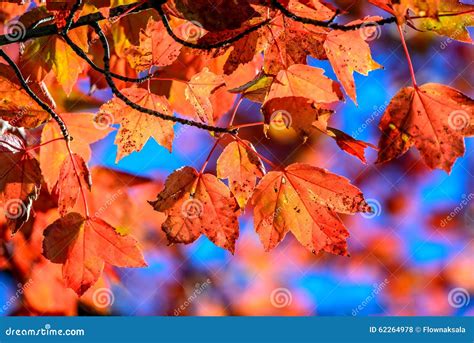 Autumn Foliage On A Red Maple Tree Stock Photo Image Of Autumn Tree
