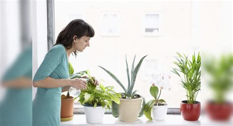 How do i care for petunias in hanging baskets? Simple ways in which you can take care of your house ...