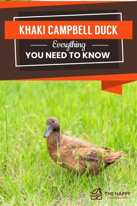 Khaki Campbell Duck Everything You Need To Know The Happy Chicken