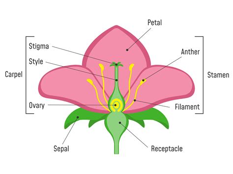 Flower Petal Diagram