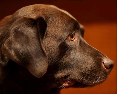 Scientists Take A Peek Behind Those Sad Puppy Dog Eyes The Star