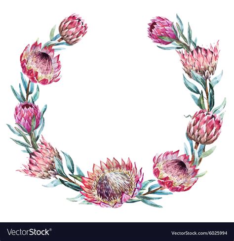 Watercolor Tropical Protea Wreath Royalty Free Vector Image