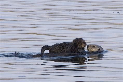 Life Cycle Southern Sea Otter