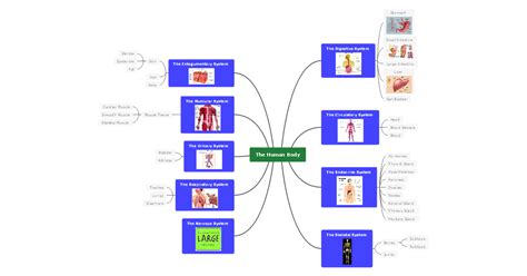 Human Body Systems Concept Map United States Map