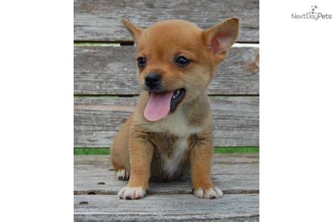Shiba Inu Puppy For Adoption Near 77ad6f4d Bd42