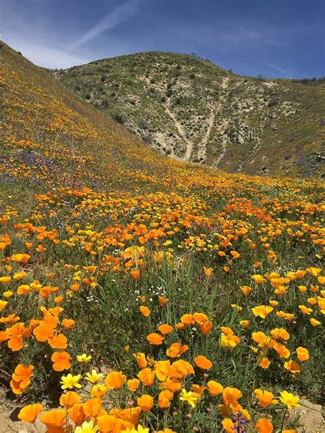 Desert Wildflower Reports For Southern California By Desertusa Wild