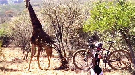 Aggressive Giraffe Chases Cyclist In South Africa Youtube