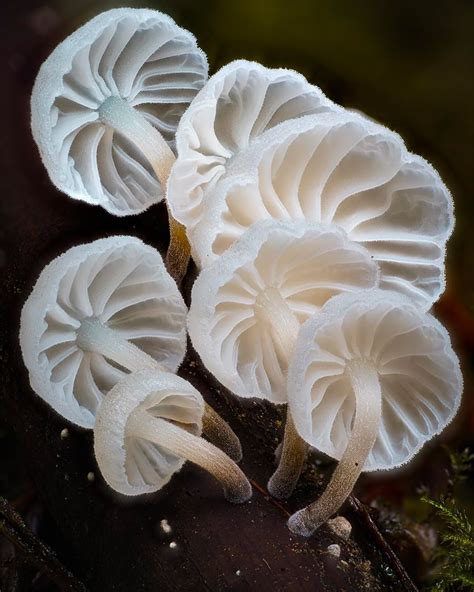 Amazing Macro Photos Of Fungi By Alison Pollack Inspiration Grid