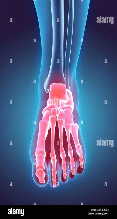 3d Illustration Of Foot Skeleton Part Of Human Skeleton Stock Photo