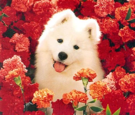 Cute Daisy Dog And Flower Image 715 On