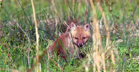 Nature Foxes Cbs News