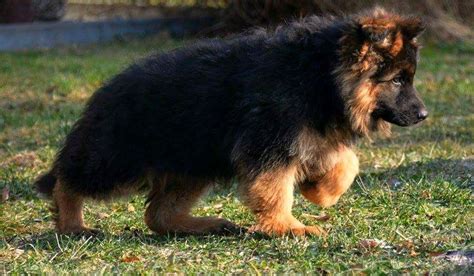 Long Haired West German Showline German Shepherd Puppy Zuflucht K9s