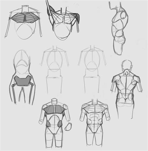 Simplified Anatomy Torso  1470×1500 Anatomy Sketches Body Sketches Human Figure Drawing