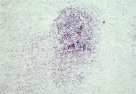 Forensics Lab Revealing Latent Fingerprints Using Ninhydrin 54 Off