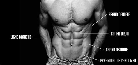 Muscles abdominaux anatomie et rôle du grand droit obliques et transverses Sport equipements