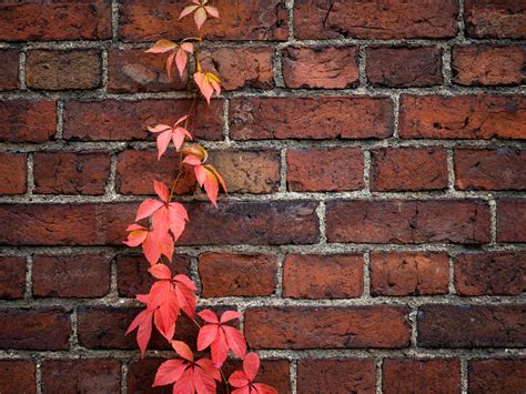 Download Wallpaper 1600x1200 Wall Ivy Plant Bricks Red Standard 43