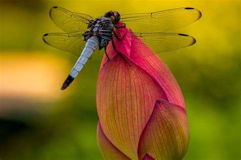 A Dragonfly Resting On A Closed Pink Lotus Flower At A Temple In Kyoto