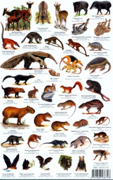 Mammals Chart Pets Lovers