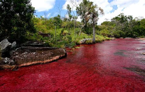 Jun 18, 2021 · mapa del coronavirus en colombia y en el mundo en vivo. Medellín Caño Cristales (Região Andina, Colômbia) - rio ...