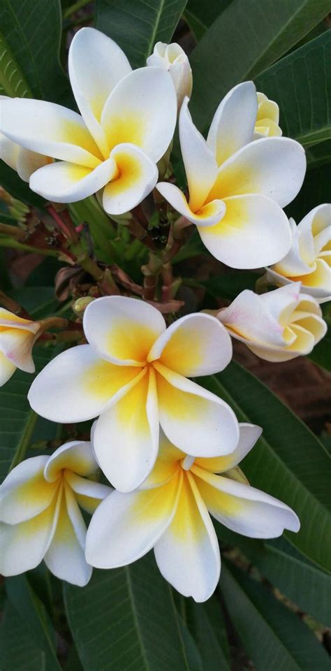 There are 712 plumeria tree for sale on etsy, and they. Bi-colour yellow and white Plumeria rubra. Frangipani ...
