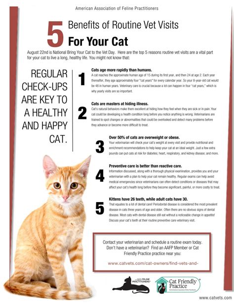 Benefits Of Bringing Your Cat To The Vet Wetaskiwin Animal Clinic