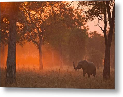 Elephant At Sunset Photograph By Johan Elzenga