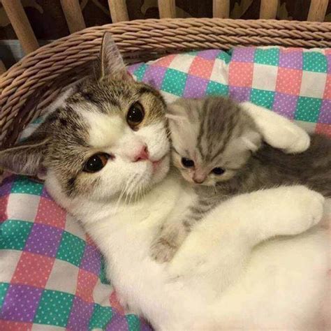 Mama Cat Definitely Loves Her Adorable Kitty Raww