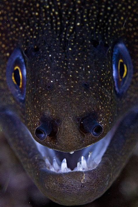Terrific Smile Ocean Dwellers Fish Pet Sea Creatures