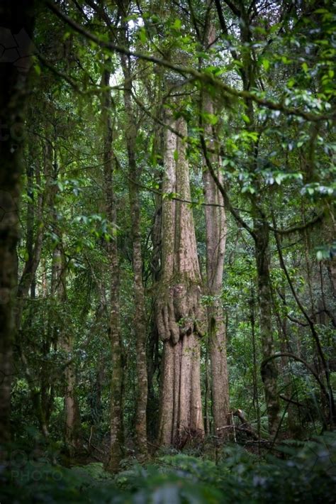 Image Of Old Growth Tree In Forest Austockphoto