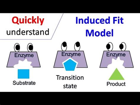 What currents do magnetic fields produce? Induced fit model - YouTube