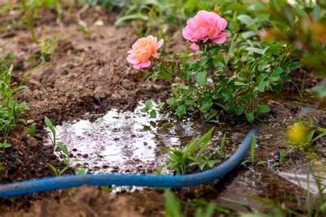 How Often To Water Roses Plus Common Watering Mistakes The