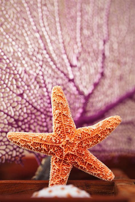 Sea Star Collection In Wooden Case Stock Photo Image Of Star