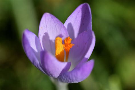 Spring Comes With Bright Colors Der Frühling Kommt Mit Flickr