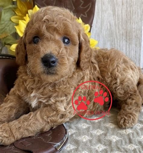 If you are looking to adopt or buy a goldendoodle take a look here! Mini Goldendoodle Puppies Under $1000 - Global Puppies Home