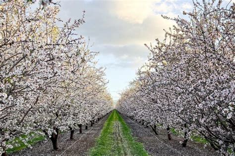 How To See Almond Blossoms In Bloom Around The Bay Area