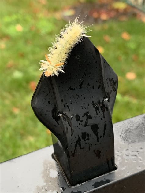 Common in the eastern united states and canada host plants sycamore tussock moth caterpillars. Sycamore Tussock moth caterpillar | Dennis Harper | Flickr
