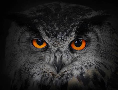 Interesting Owl Facts Night Vision And A 270 Degree Head Swivel