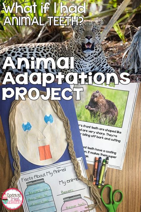 Animal Adaptations Project And Activities Project Based Learning