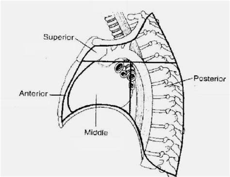 Just to talk a little bit about the contents of the mediastinum. Anatomical subdivisions of the mediastinum. The middle ...