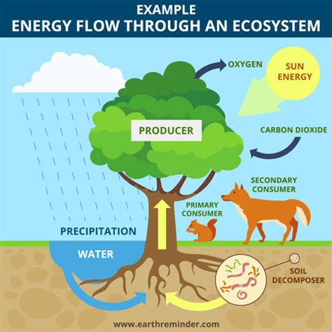 Energy Flow In Ecosystem Is One Way Rosy Snider