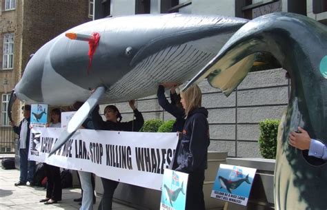 Campaign Whale Protests Against Icelandic Whaling Campaign