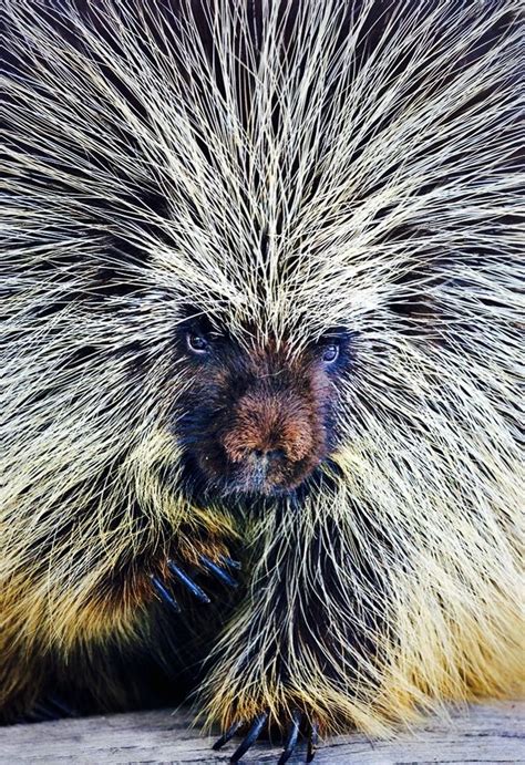 African Porcupine Nature Animals Animals Animal Pictures