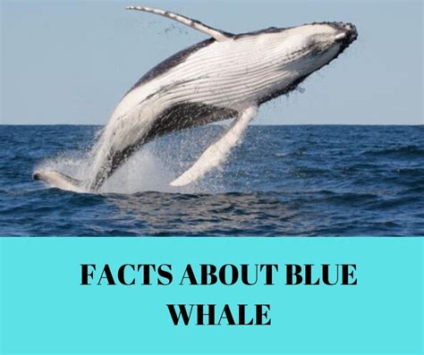 They feed by opening their huge mouths. Facts about blue whale - Remember Animal
