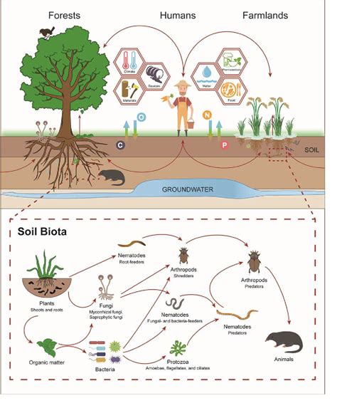 Figure 1 From Soil Biota Antimicrobial Resistance And Planetary Health