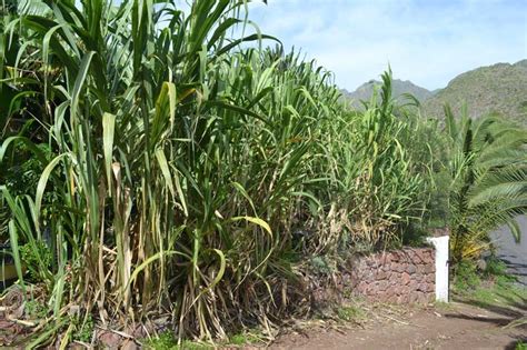 Sugar cane grows best in warm areas that have a lot of water. How To Root Sugarcane Cuttings | Canarius Blog