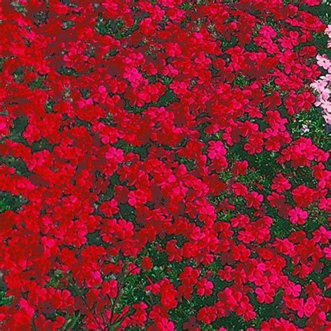 Find images of flower carpet. Red Creeping Phlox | Red perennials, Creeping phlox ...