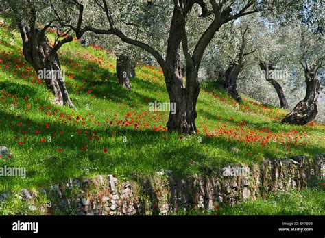 Vernal Olive Grove With Poppy Anemones On Pelion Peninsula Thessaly