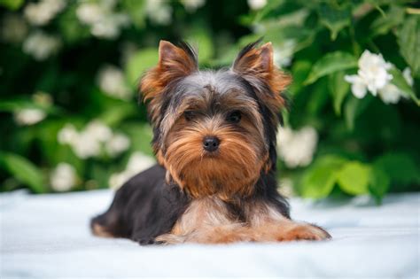 Three Things about Raising Yorkie Puppies - Furry Babies